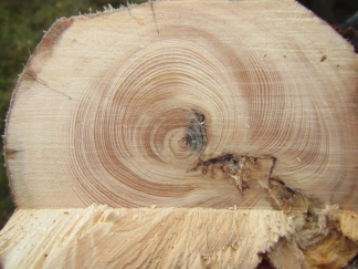 The dense rings The dense rings