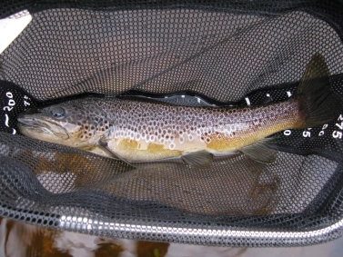 A good sized brown trout A good sized brown trout