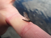Mayfly Mayfly