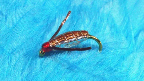 Video thumb for Silver Corixa