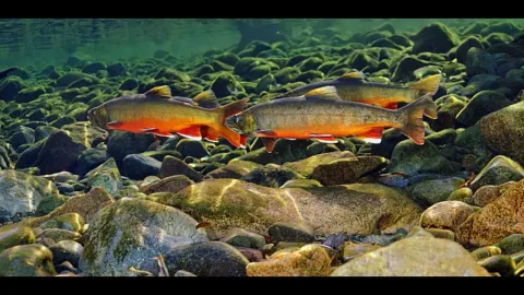 Video thumb for Huge Arctic char in Sauðlauksdalur!
