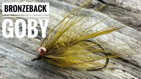 Video thumb for Bronzeback Goby