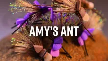 Video thumb for Amy's Ant