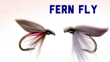 Video thumb for Fern Fly (Moth)