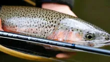 Video thumb for Fly Fishing on nymph in Carpathians river