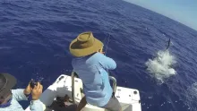 Video thumb for Fly fishing for billfish in Exmouth, Western Australia