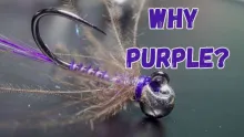 Video thumb for Purple Haze Euro Nymph