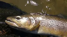 Video thumb for Flyfishing Gold River