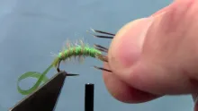 Video thumb for Hydropsyche Caddis Larvae