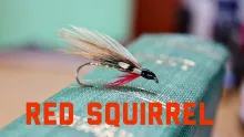 Video thumb for Red Squirrel Gold