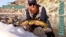 Video thumb for Wild Brown Trout in Colorado
