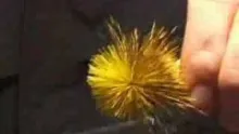 Video thumb for Kelly Galloup Ties a Yellow Streamer