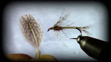 Video thumb for Hungarian Partridge Feathers