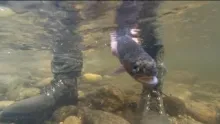 Video thumb for North Carolina Fly Fishing Davidson River
