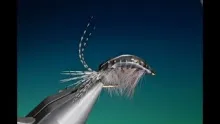 Video thumb for Gammarus shrimp