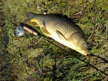 User submitted picture: Colorado Bonefish