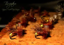 User submitted picture: TricÃ³ptero Female