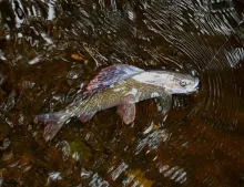 User submitted picture: Grayling on pink Czech ny...