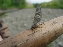 User submitted picture: Miss March Brown