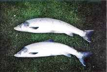 User submitted picture: Grassed. Two springers fr...