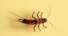 User submitted picture: Stonefly,