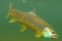 User submitted picture: www.lavaguada.cl: A fishi...