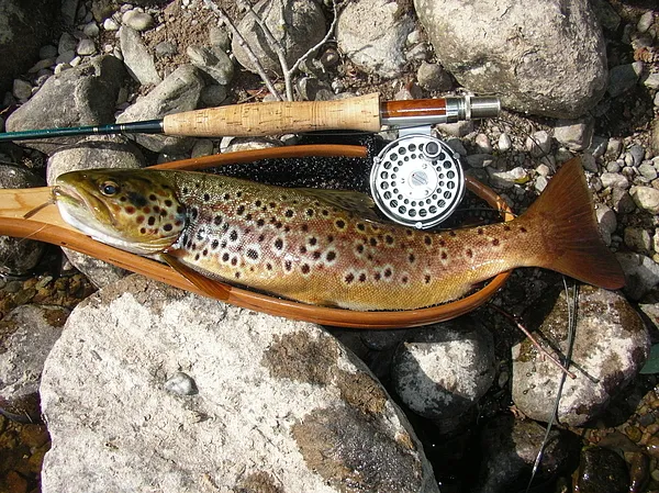 User submitted picture: My first Rena trout, yes....