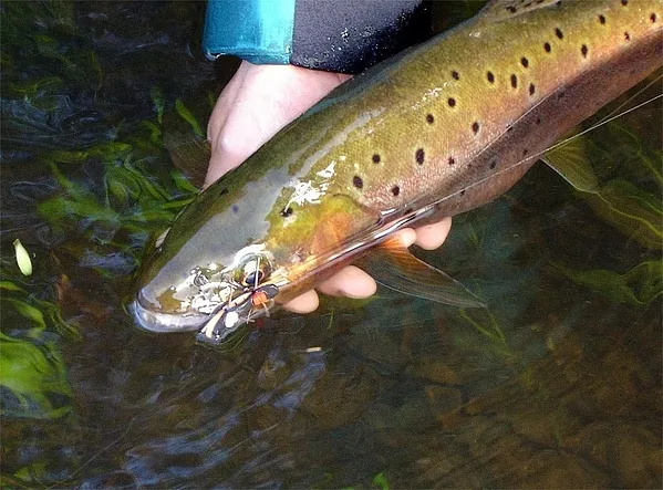 User submitted picture: Trout caught on a Chernob...