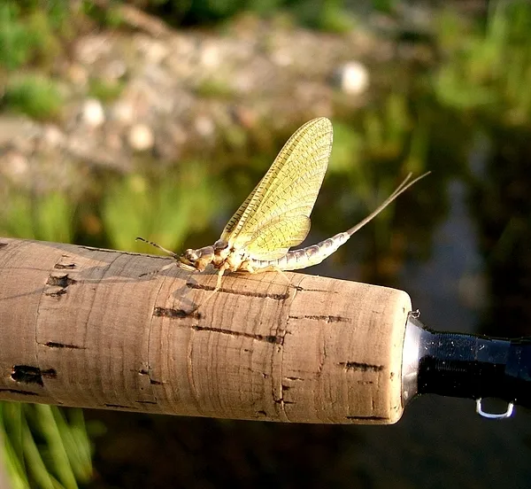 User submitted picture: Fishing the hatch