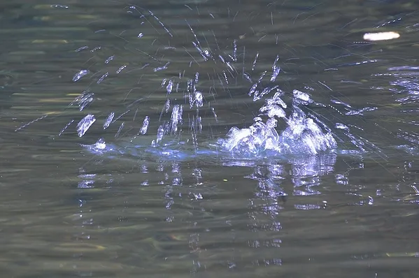 User submitted picture: The take of a dry fly