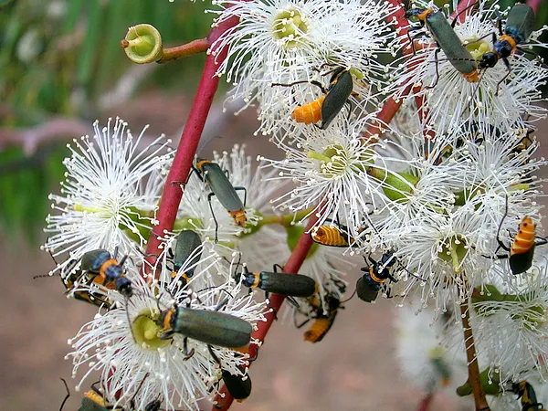 User submitted picture: The white flowering gum i...